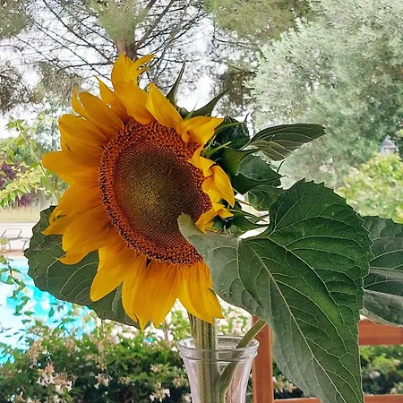 Domaine De La Tour De Peres