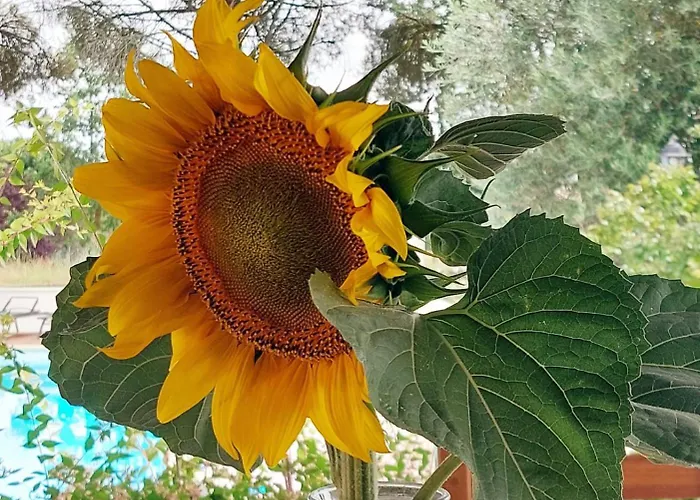 Domaine De La Tour De Peres